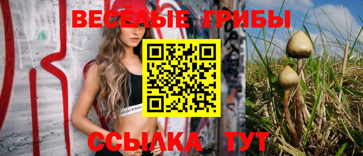 купить наркоту  Псилоцибиновые грибы ЛСД  Вход с VPN  Выборг 